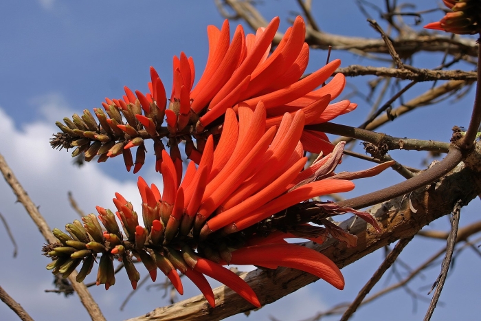 Erythrina lysistemon