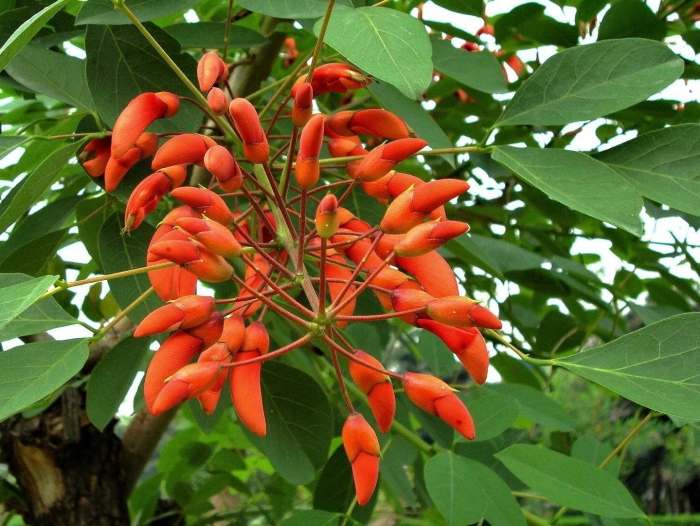 Erythrina corallodendron