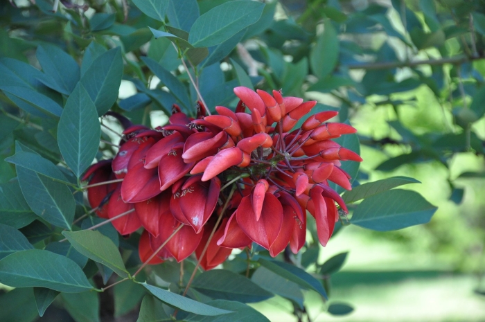 Эритрина петушиный гребень