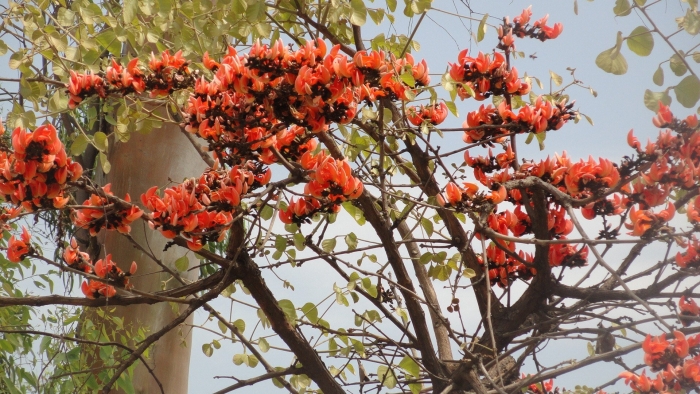 Butea superba растение