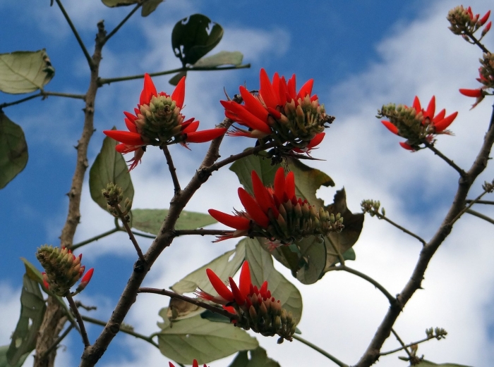 Erythrina indica