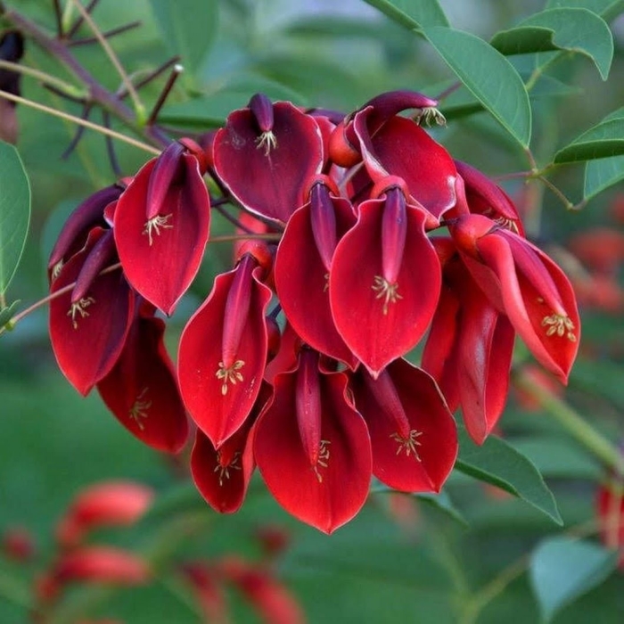 Эритрина пурпл