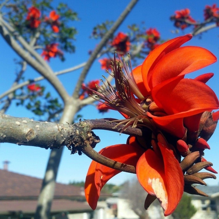 Erythrina abyssinica