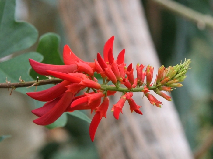 Erythrina humeana