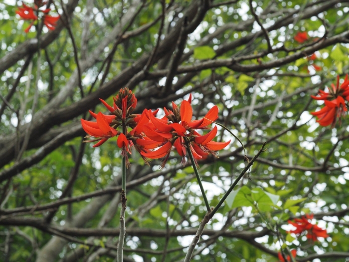 Эритрина коралловая