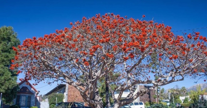 Erythrina caffra