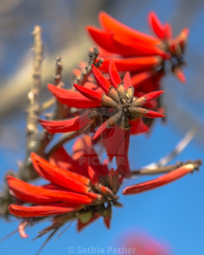 Erythrina acanthocarpa