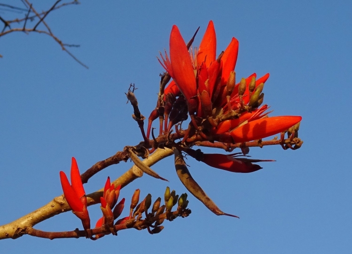 Эритрина (erythrina)