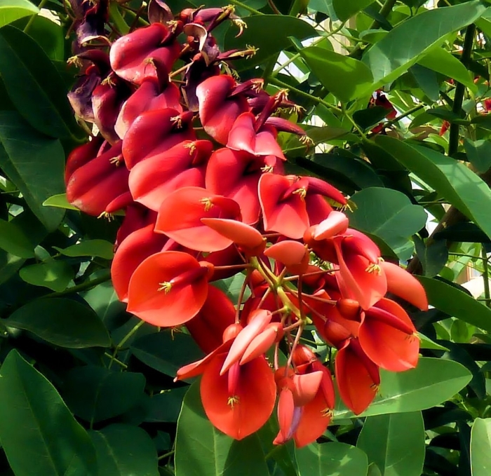 Красная акация дерево