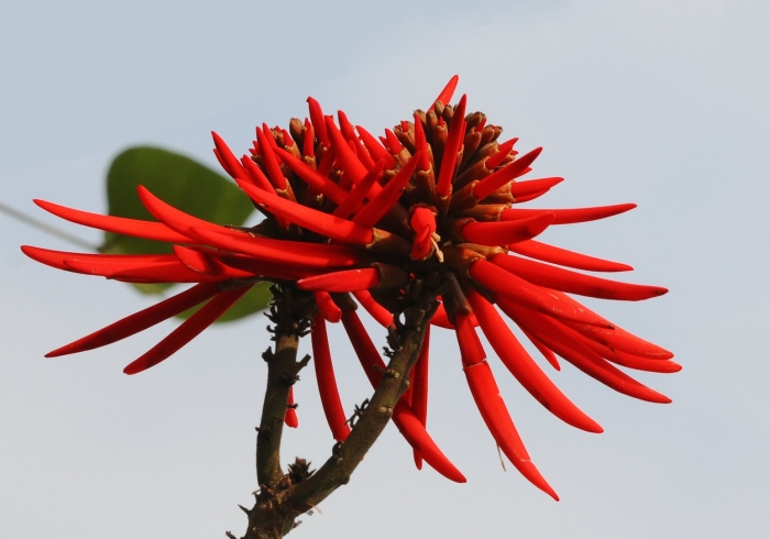 Erythrina coralloides