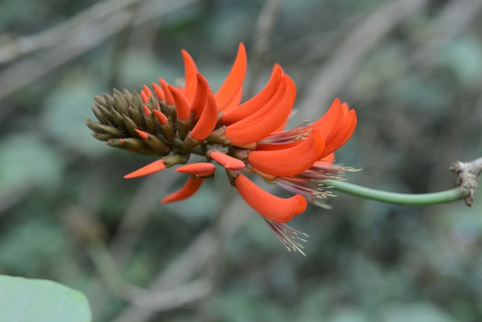 Erythrina variegata