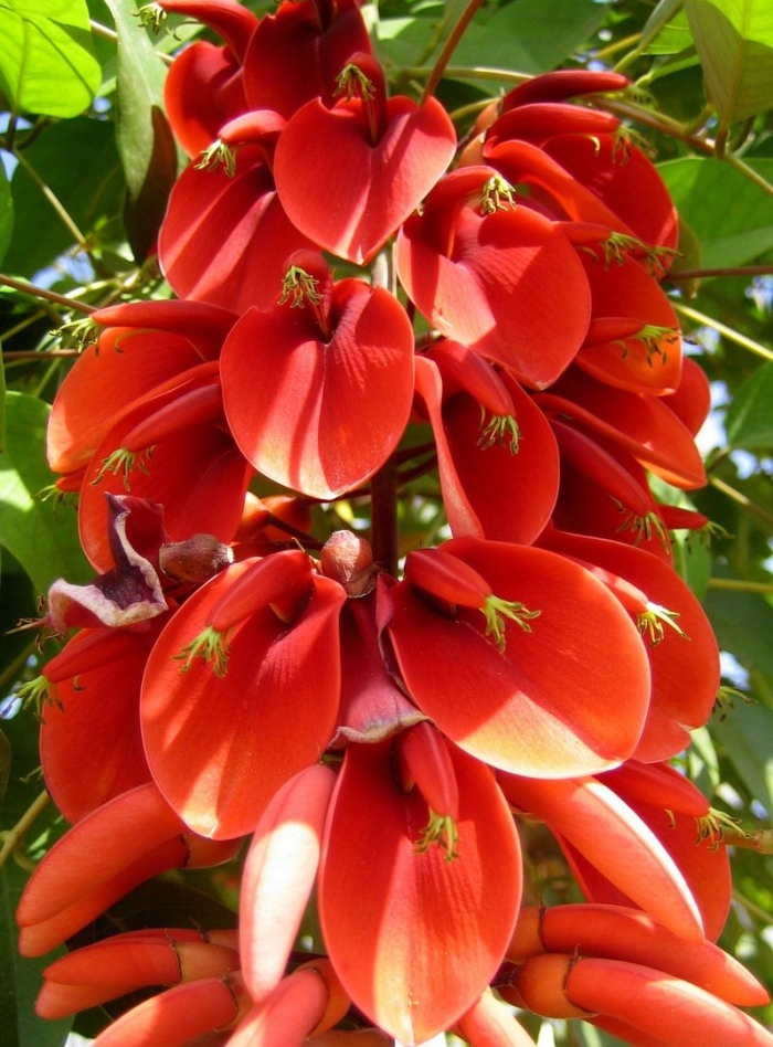 Эритрина цветок аргентины