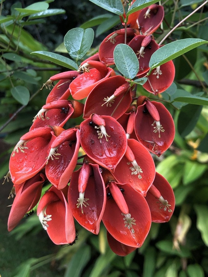 Эритрина цветок аргентины