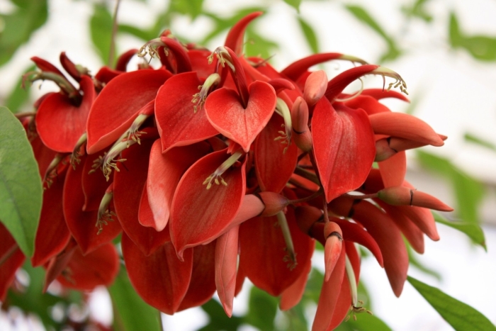 Эритрина петушиный гребень