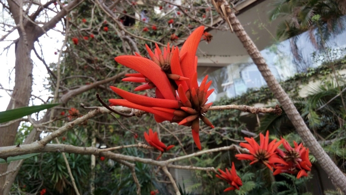 Эритрина (erythrina)