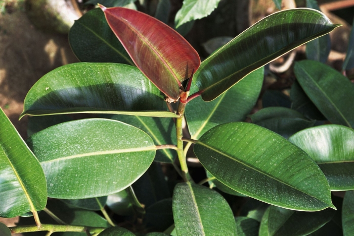 Фикус каучуконосный мелани