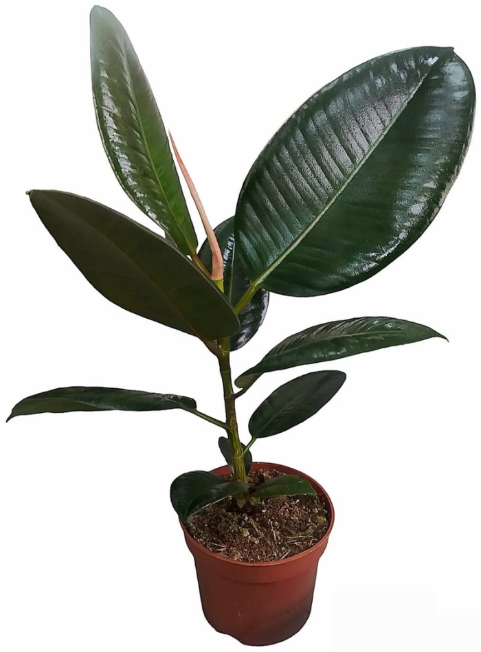 Фикус робуста