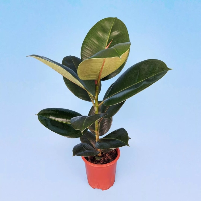 Фикус эластик