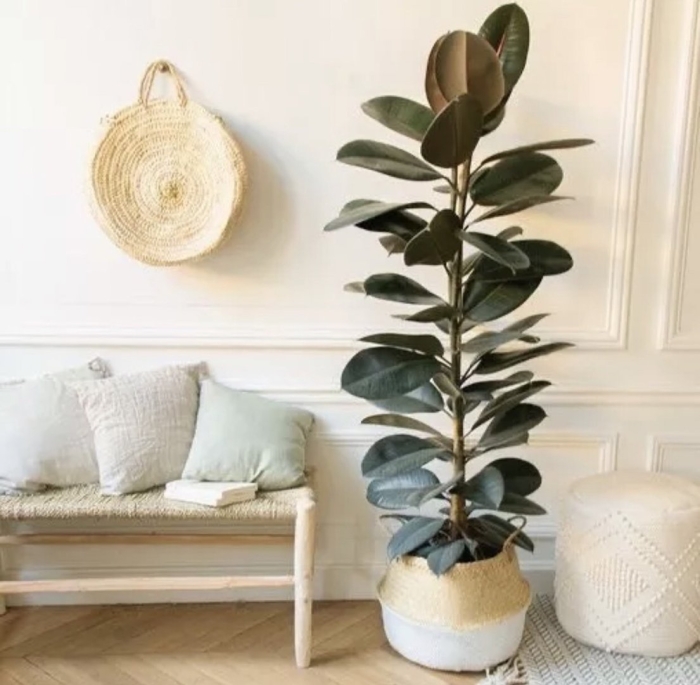 Фикус абиджан в интерьере