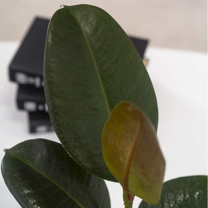 Фикус робуста (robusta)