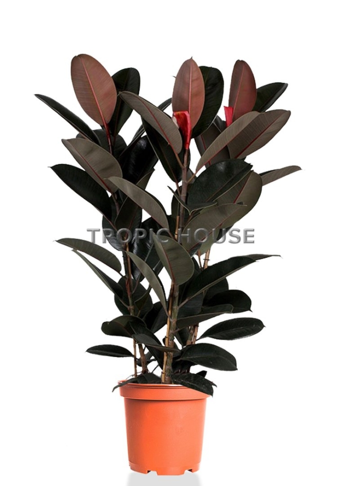 Фикус каучуконосный абиджан