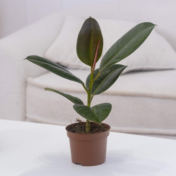 Фикус elastica robusta