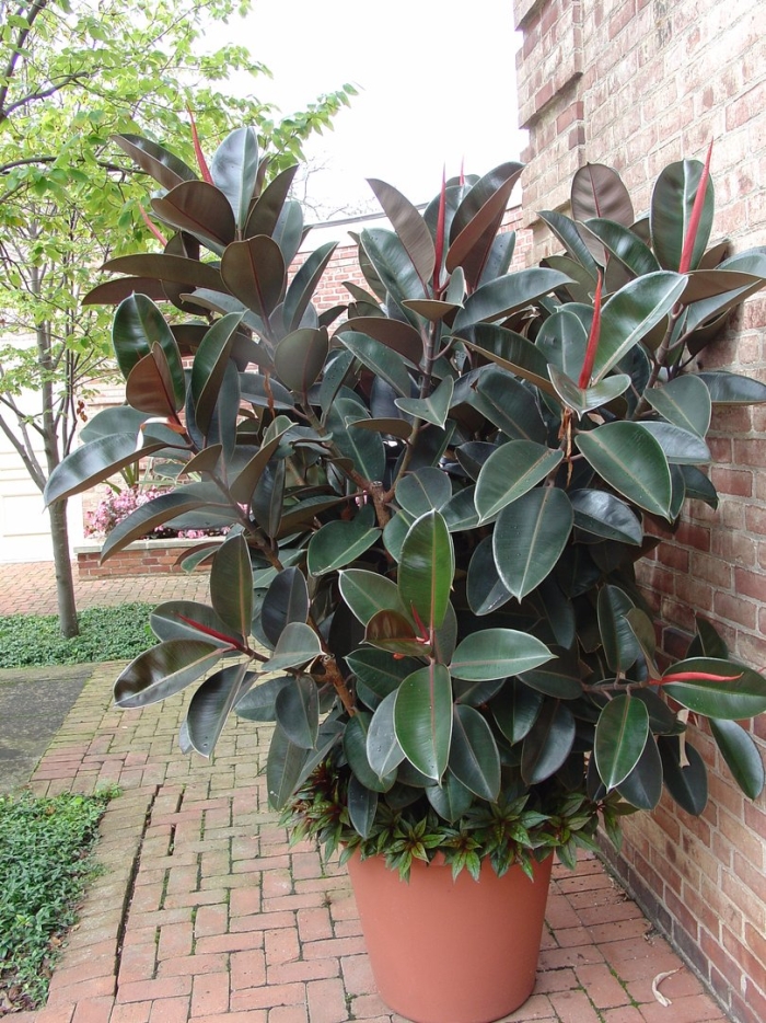 Ficus elastica