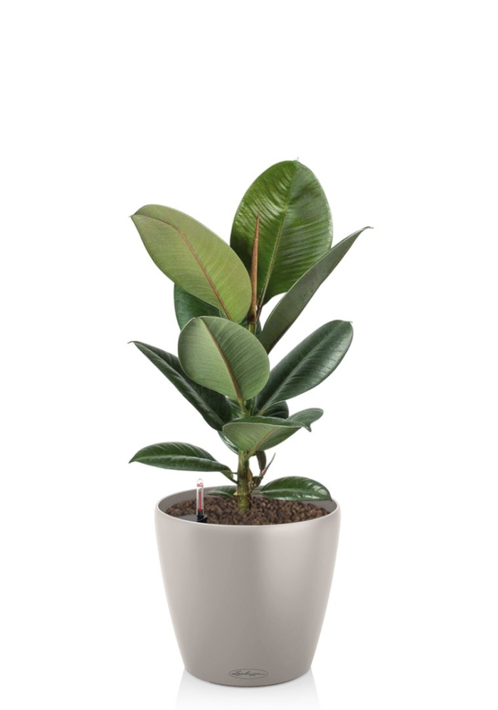 Фикус каучуконосный робуста