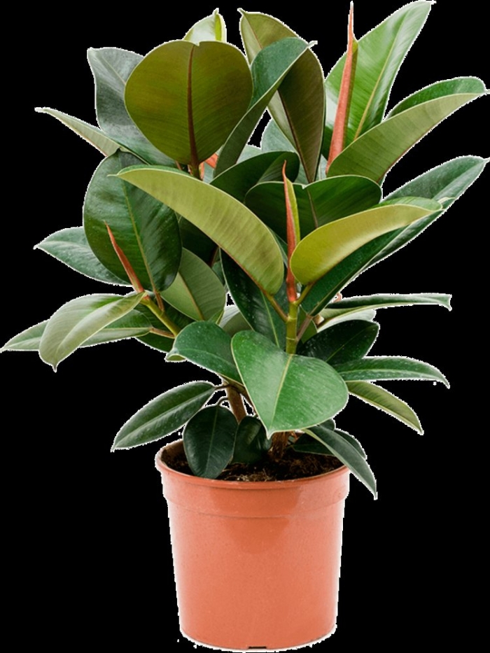 Фикус эластичный