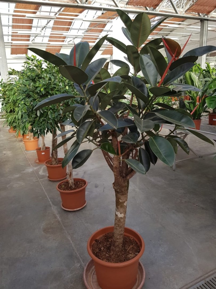 Фикус каучуконосный бургунди