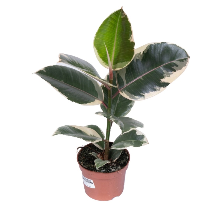 Фикус эластика тинеке