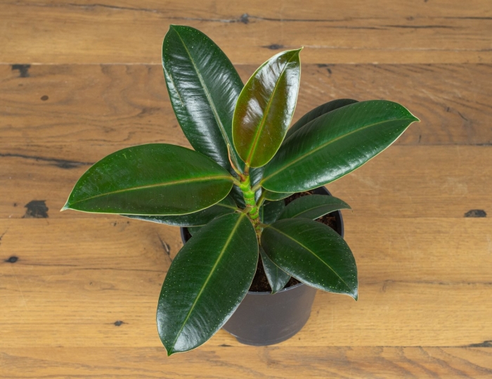 Фикус elastica robusta