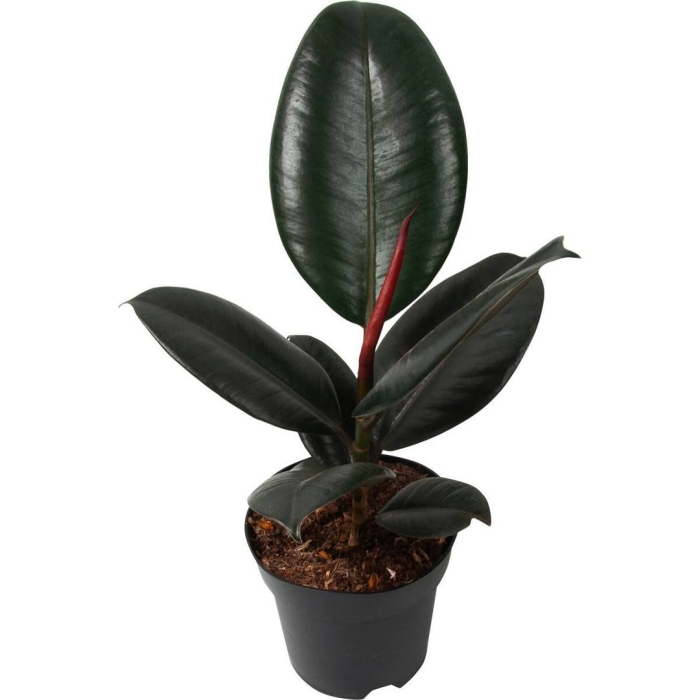 Фикус эластика абиджан