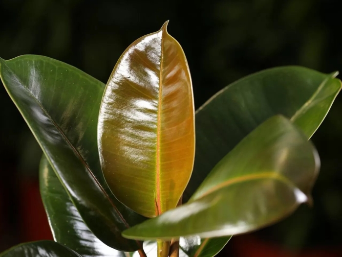 Каучуконосный фикус