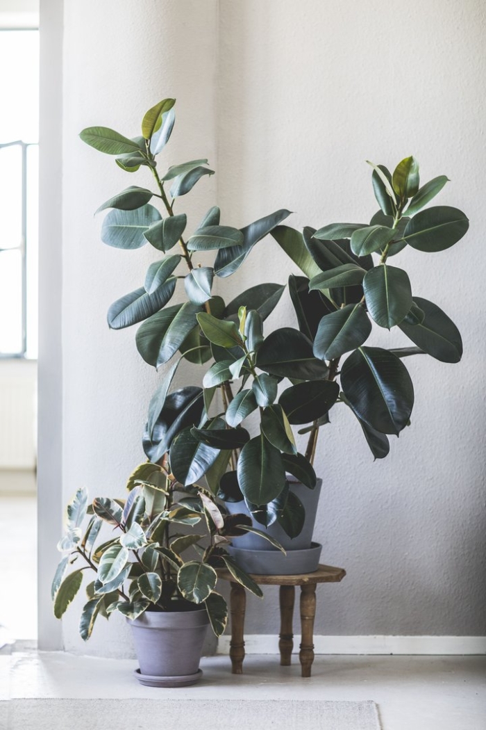 Фикус эластичный каучуконосный