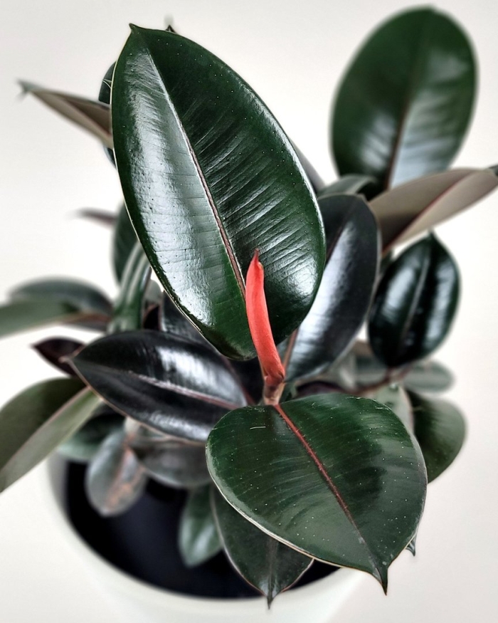 Робуста фикус