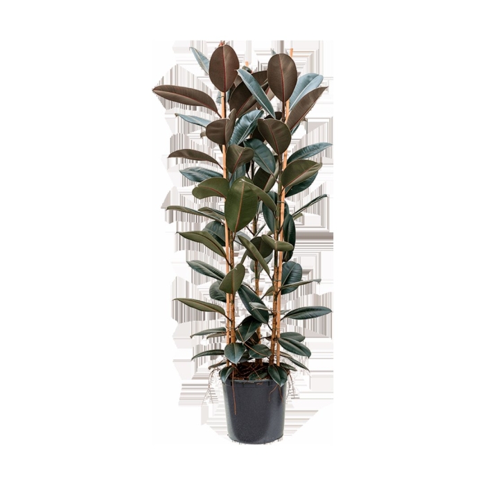 Фикус каучуконосный эластика