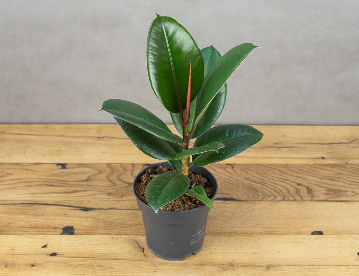 Фикус абиджан