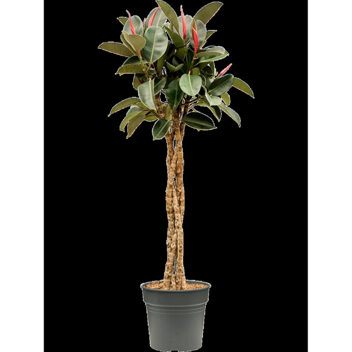 Фикус эластика мелани