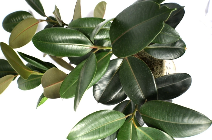 Каучуконосный фикус