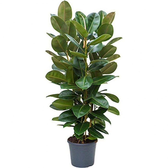 Фикус эластика робуста 3 ствола