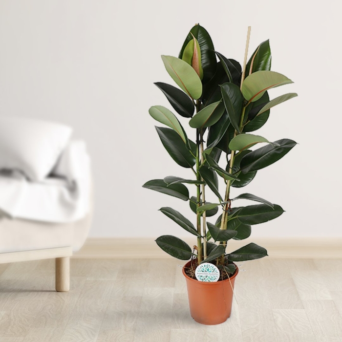 Фикус эластика робуста