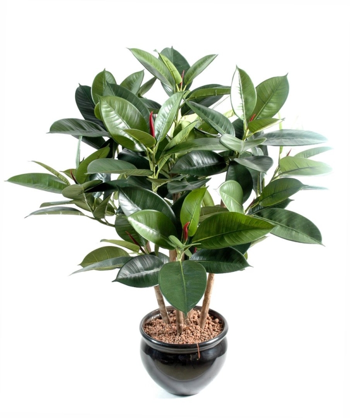 Растение фикус каучуконосный