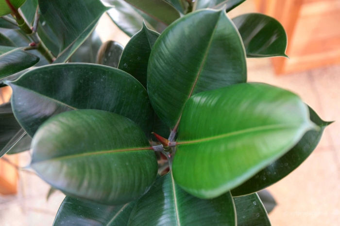 Фикус каучуковый