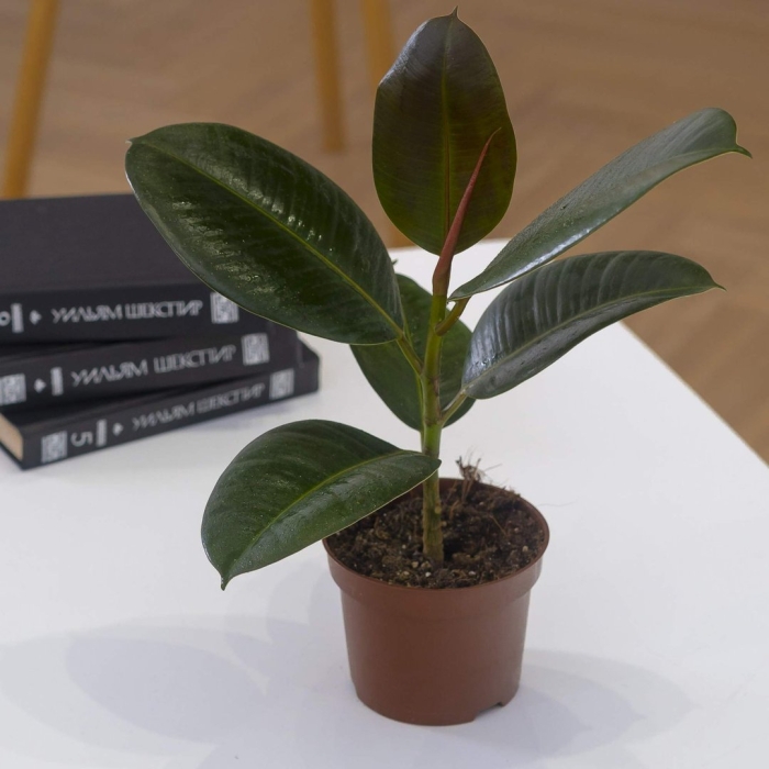 Фикус эластика робуста d-12