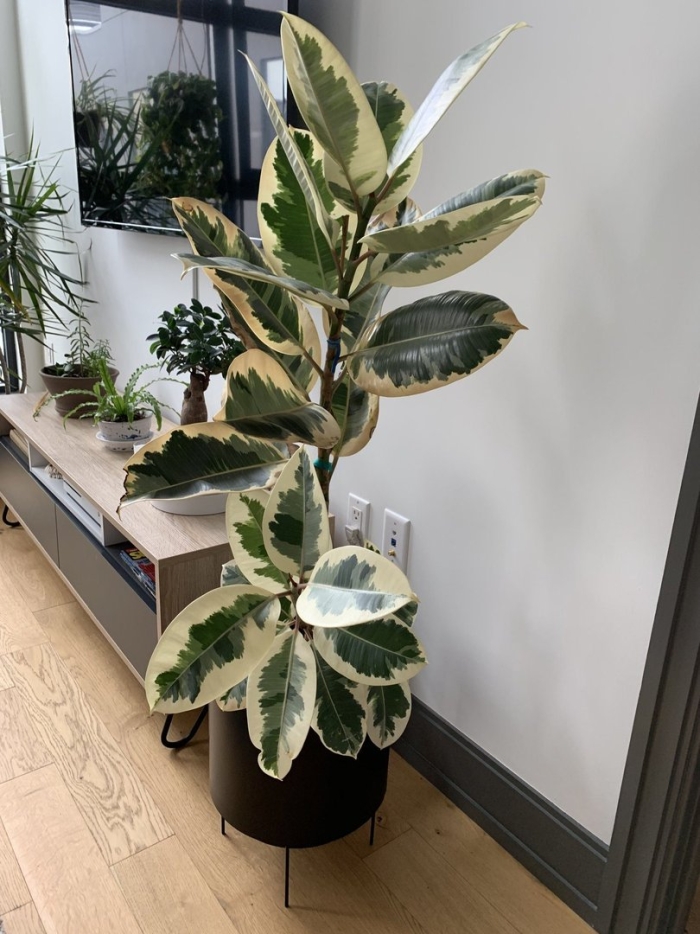 Фикус каучуконосный белиз