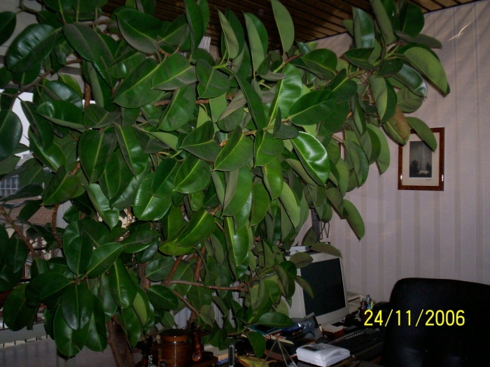 Фикус каучуконосный большой