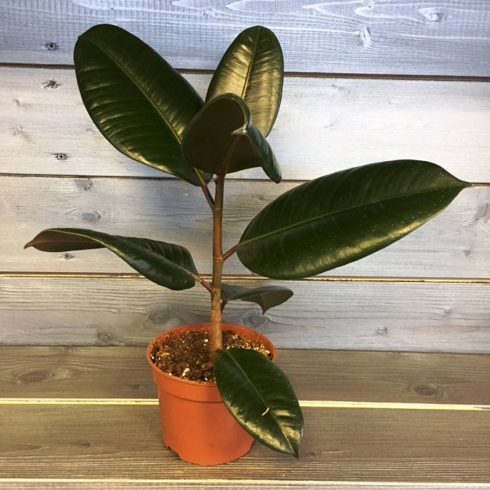 Фикус эластичный каучуконосный