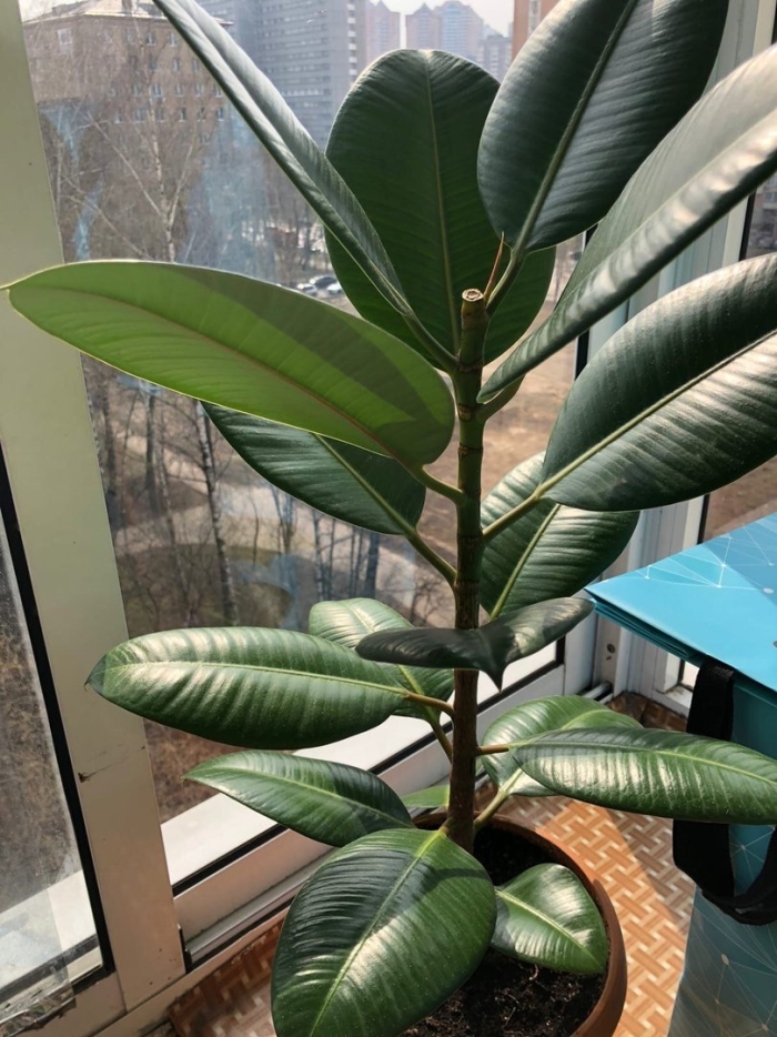 Комнатное растение