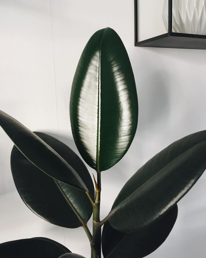 Каучуконосный фикус